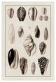 "Shells: Convoltae and Orthocerata (Sepia)" Paper Print by G.B. Sowerby, 18"x26"