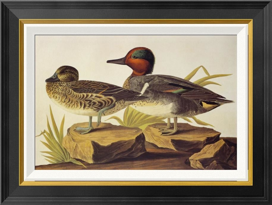 "American Green-Winged Teal" Framed Canvas Giclee by John James Audubon, 24"x18"