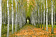 "Into the Woods, Two" Canvas, 20"x30"