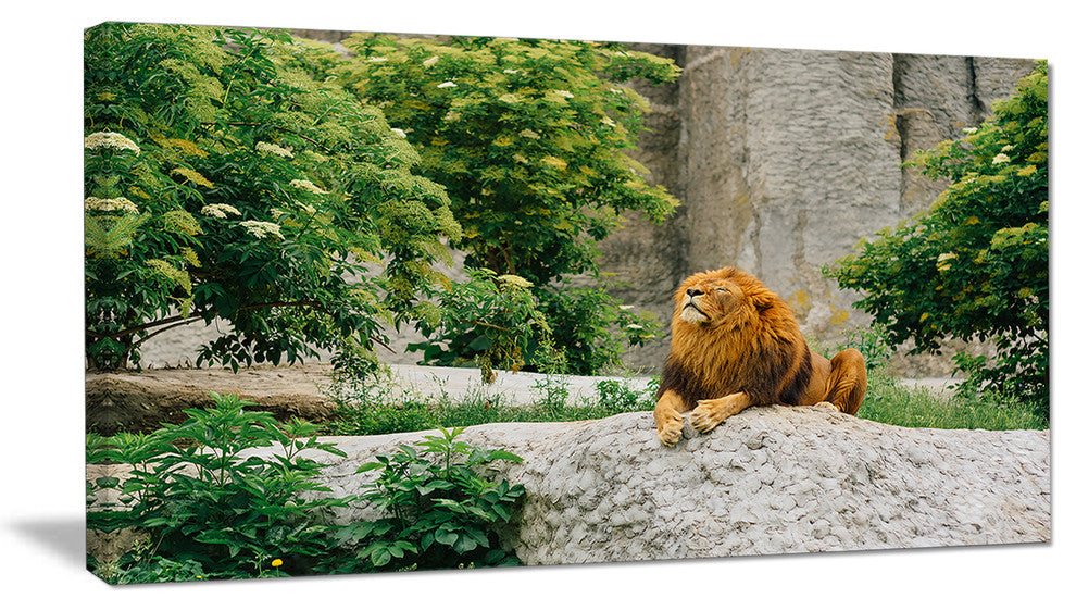 Big Lion Lying On Stones in Zoo, Landscape Canvas Art Print, 60"x28"