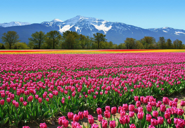 Tulips Wall Mural DM137