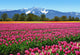 Tulips Wall Mural DM137
