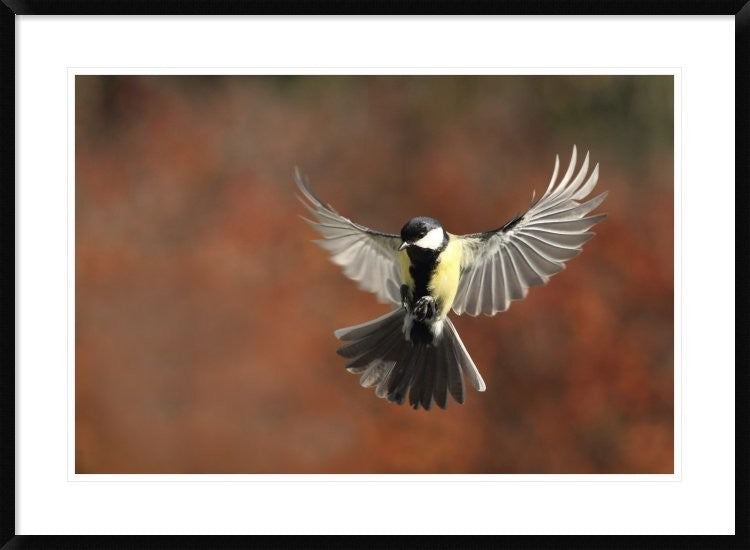 "Fly" Framed Digital Print by Barre Thierry, 38"x28"