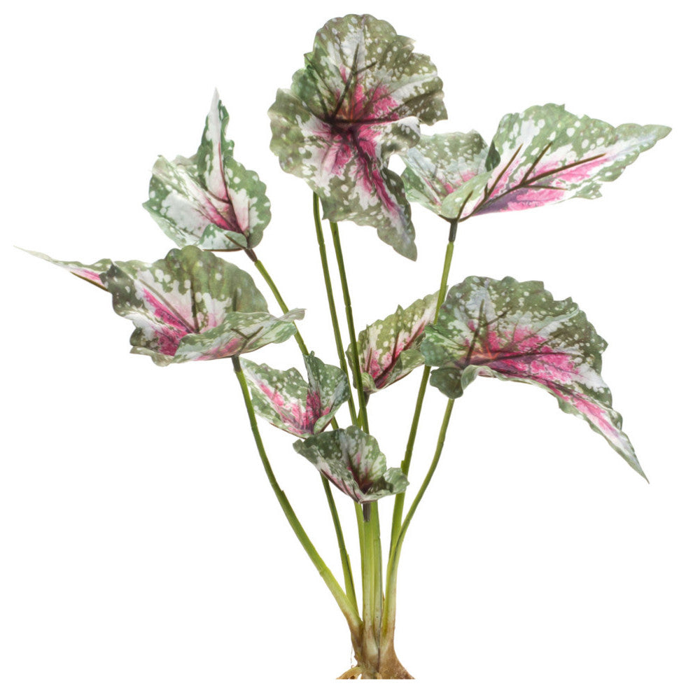 Caladium Bush, 6-Piece Set