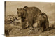 "Grizzly Bear Mother With A One Year Old Cub, North America" Artwork