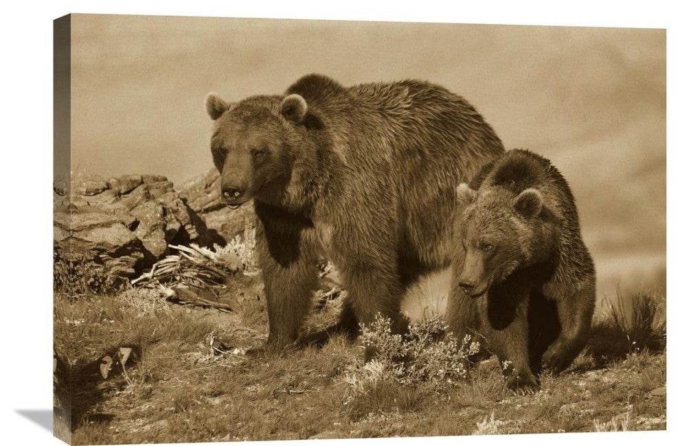 "Grizzly Bear Mother With A One Year Old Cub, North America" Artwork