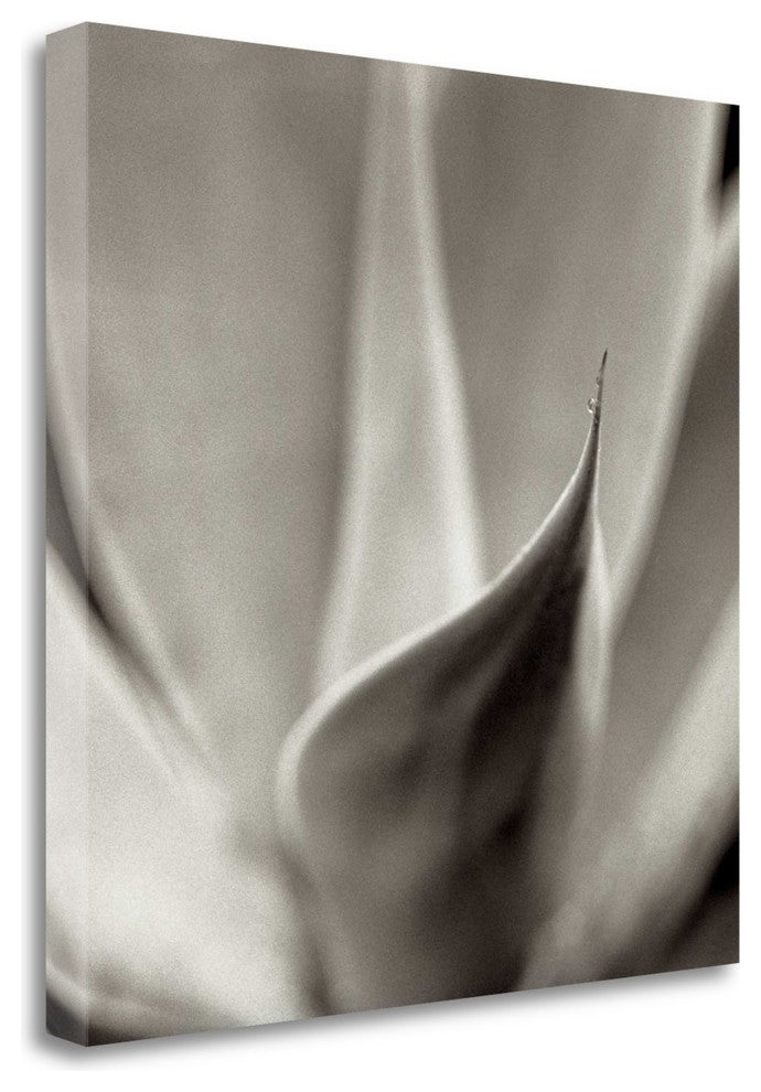 "Florison - 42" By Alan Blaustein, Giclee Print on Gallery Wrap Canvas