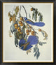 "Florida Jay" Framed Canvas Giclee by John James Audubon, 39x46"