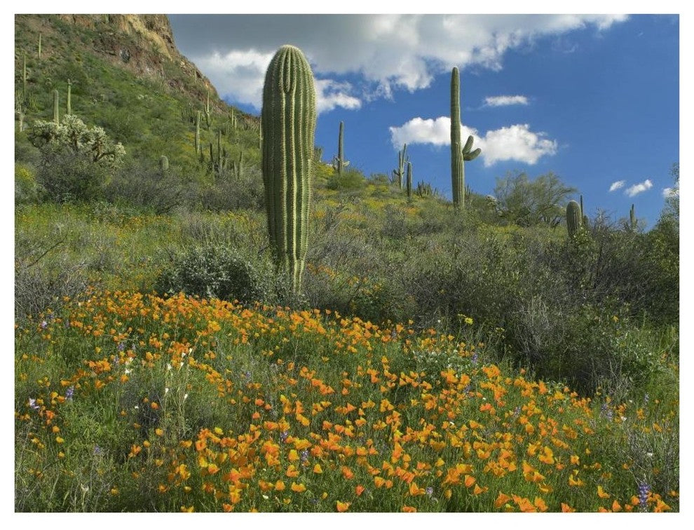 "California Poppy, Saguaro cacti, Organ Pipe Cactus Monument" Paper Art, 42"x32"