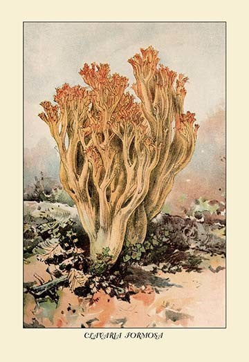 Clavaria Formosa- Fine Art Giclee Print 24" x 36"