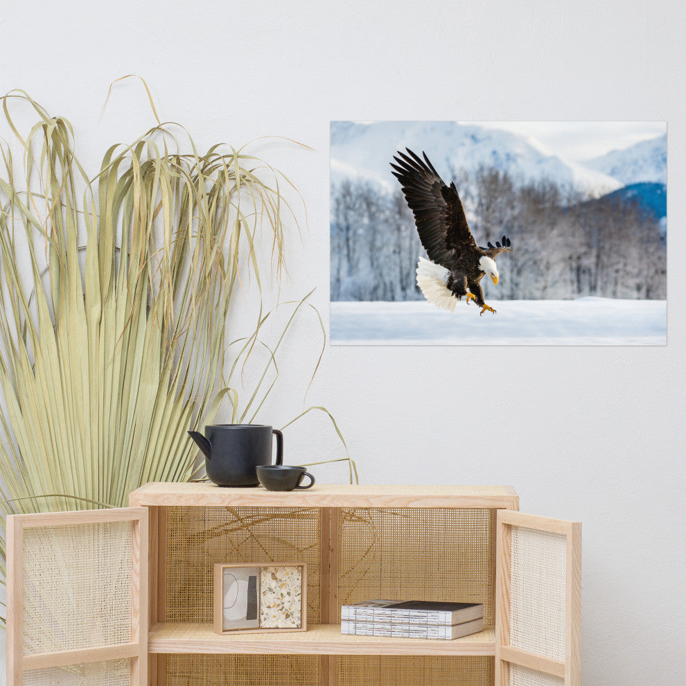Adult Bald Eagle Alaskan Winter Animal Wildlife Photograph Loose Wall Art Print, 24" X 36"