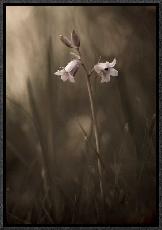 "A Small Flower On The Ground" Framed Canvas Giclee by Allan Wallberg, 12x17"