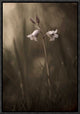 "A Small Flower On The Ground" Framed Canvas Giclee by Allan Wallberg, 12x17"