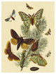 "Moths: E. Pudica, E. Pantheria, S. Caecigena, L. Lineosa" Paper Art, 26"x34"