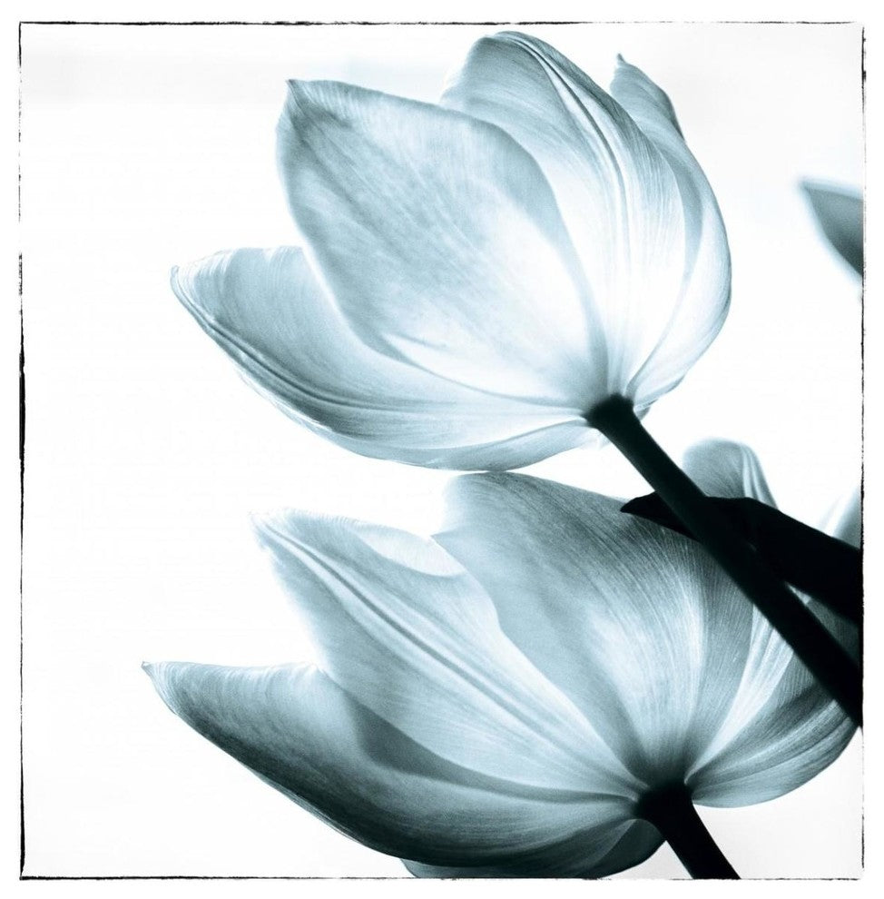 "Translucent Tulips II Sq Aqua" Paper Print by Debra Van Swearingen, 42"x42"