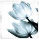 "Translucent Tulips II Sq Aqua" Paper Print by Debra Van Swearingen, 42"x42"
