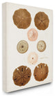 Beach Sand Dollar Illustration Vintage Marine Study30x40
