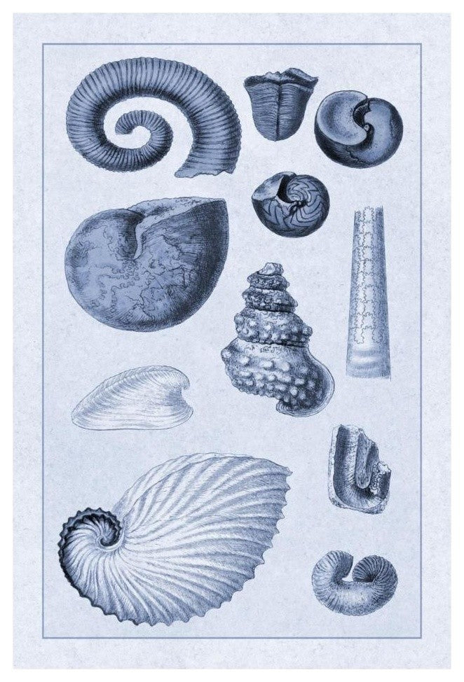 "Shells: Ammonacea (Blue)" Digital Paper Print by G.B. Sowerby, 22"x32"
