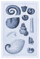 "Shells: Ammonacea (Blue)" Digital Paper Print by G.B. Sowerby, 22"x32"
