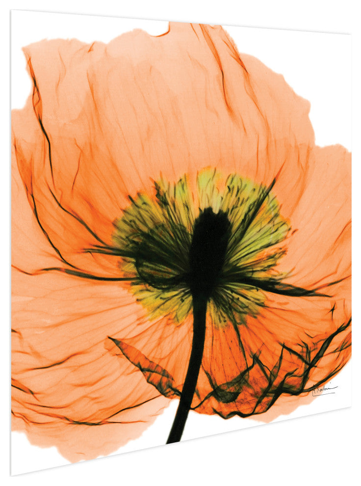 "Poppy Orange" Frameless Free Floating Panel Graphic Wall Art, 24"x24"