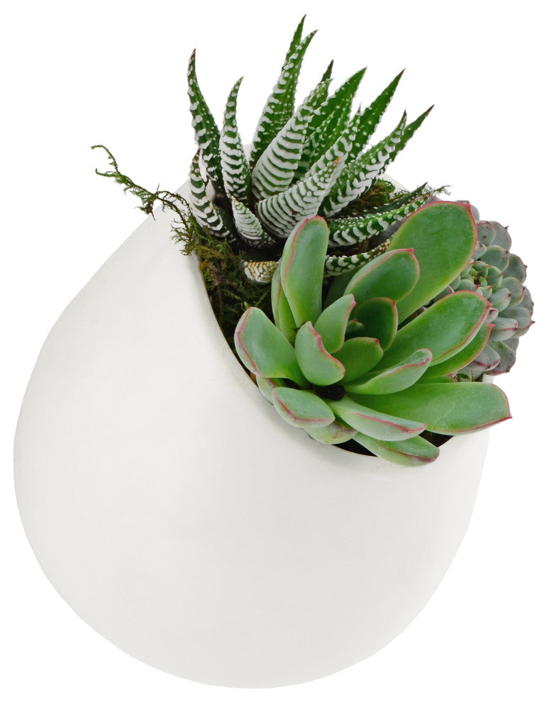 Arcadia Garden Products Large Round Wall Planter, Matte White