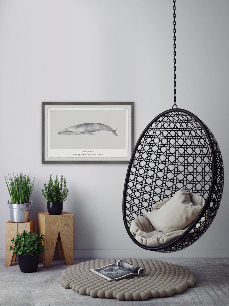 "Balaenoptera Musculus" Framed Painting Print, 18x12
