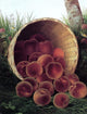 William Mason Brown Peaches in an Upturned Basket Wall Decal
