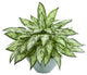 Silver Queen Artificial Plant in Green Vase