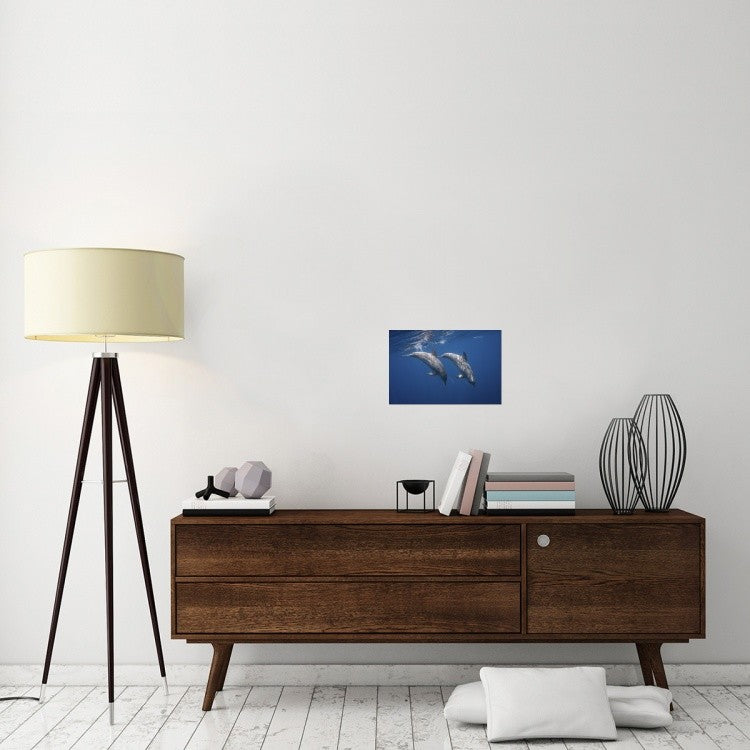 "Two Bottlenose Dolphins" Stretched Canvas Giclee by Barathieu Gabriel, 18x12"