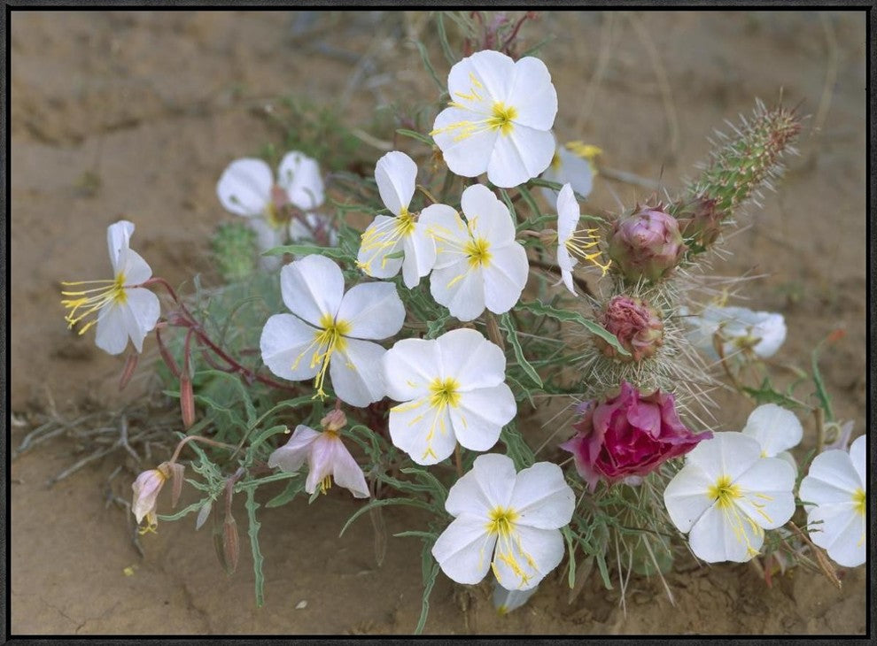 Evening Primrose With Grizzly Bear Cactus , North America, 32"x24"