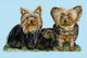 Yorkies Door Mat 18x26