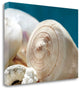 "Shell Quartet" By Dina Marie,Ready to Hang Giclee Print on Gallery Wrap Canvas