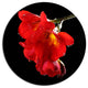 Freesia Flower On Black Background, Floral Round Wall Art, 11"