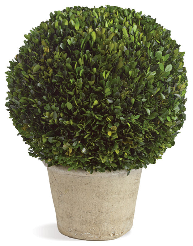 Elegant 16 in Ball Topiary in Pot Preserved Boxwood Greenery Faux Floral English