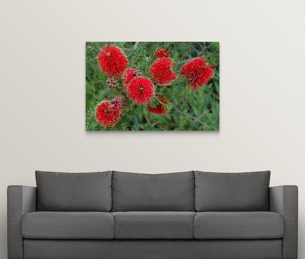 "Bottlebrush" Wrapped Canvas Art Print, 48"x32"x1.5"