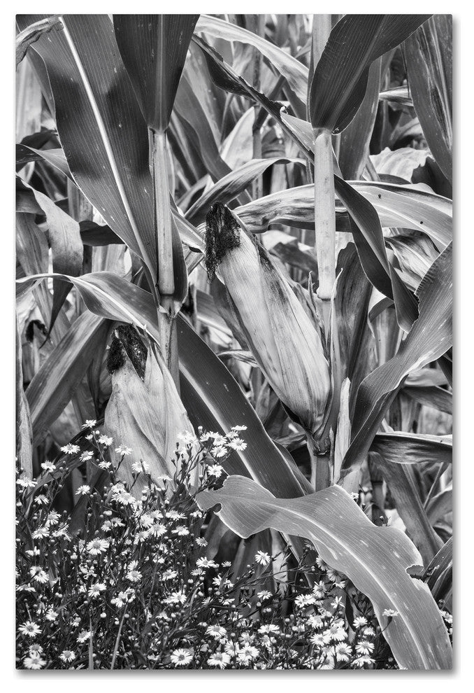 Jason Shaffer 'Corn Field 2' Canvas Art, 30x47