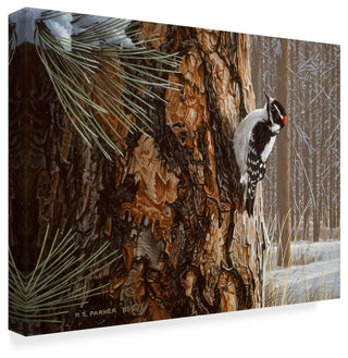 Ron Parker 'Winter Pine Downy Woodpecker' Canvas Art, 47"x35"