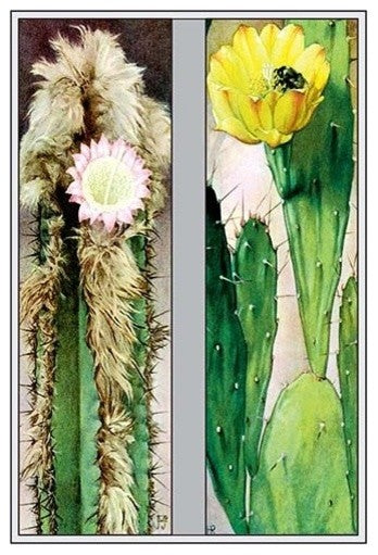 Cactus Flowers- Gallery Wrapped Canvas Art 28" x 42"