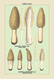 Edible Fungi: Morels - Gallery Wrapped Canvas Art 28" x 42"