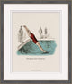 Lessons In Swimming 2, Giclee Reproduction Artwork
