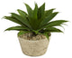 1.5' Agave Succulent Artificial Plant, White Planter
