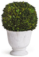 Elegant 12in Ball Sphere Topiary in Pot Preserved Boxwood Greenery English