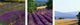 "Lavender Field La Drome Provence France" Canvas Art, 36"x12"x1.25"