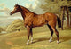 Stilton - A Hunter - Gallery Wrapped Canvas Art 28" x 42"