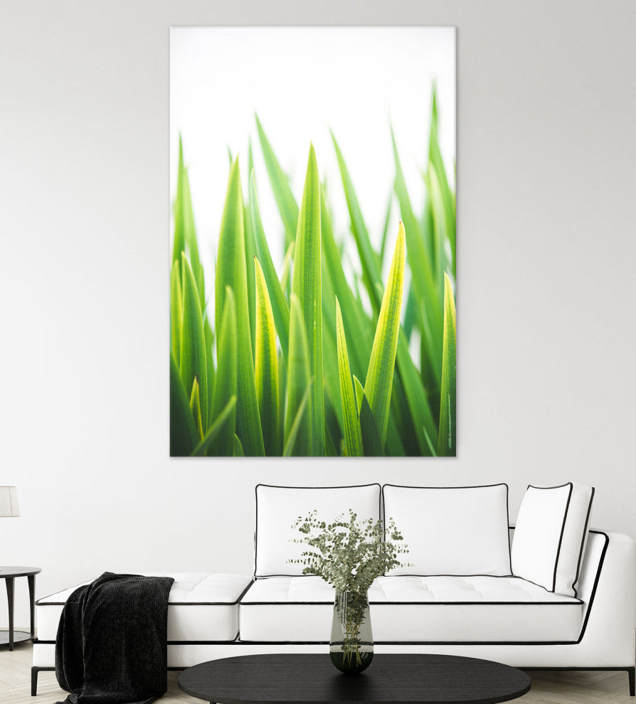 Blades of Green No. 2 - 72 x 48 by Sonja Quintero