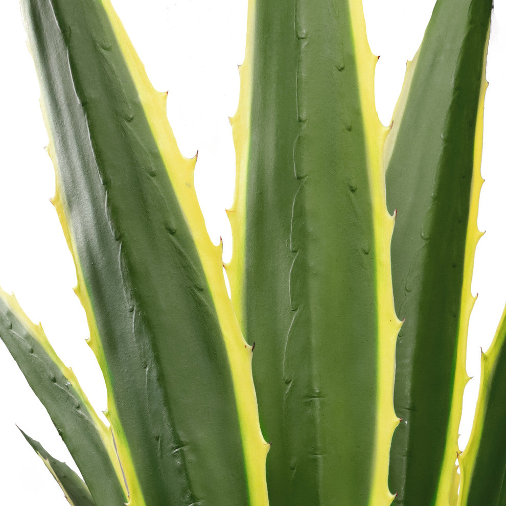 Close-up view of pot and leaves on white background.