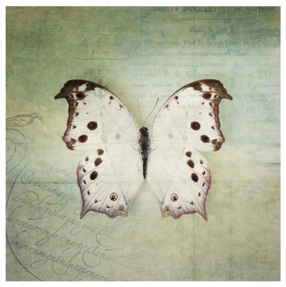 "French Butterfly IV" Digital Paper Print by Debra Van Swearingen, 20"x20"