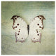 "French Butterfly IV" Digital Paper Print by Debra Van Swearingen, 20"x20"