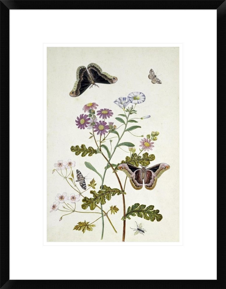 "Convolvulus and Chrysanthemum" Framed Print by Thomas Robins Jr., 18"x24"