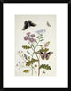 "Convolvulus and Chrysanthemum" Framed Print by Thomas Robins Jr., 18"x24"